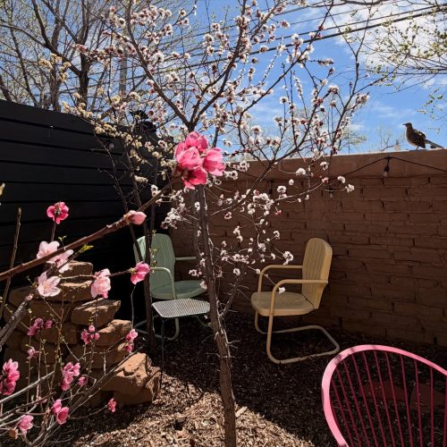 grandmas coffee garden 1